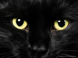 Black Cat Mobile Apps